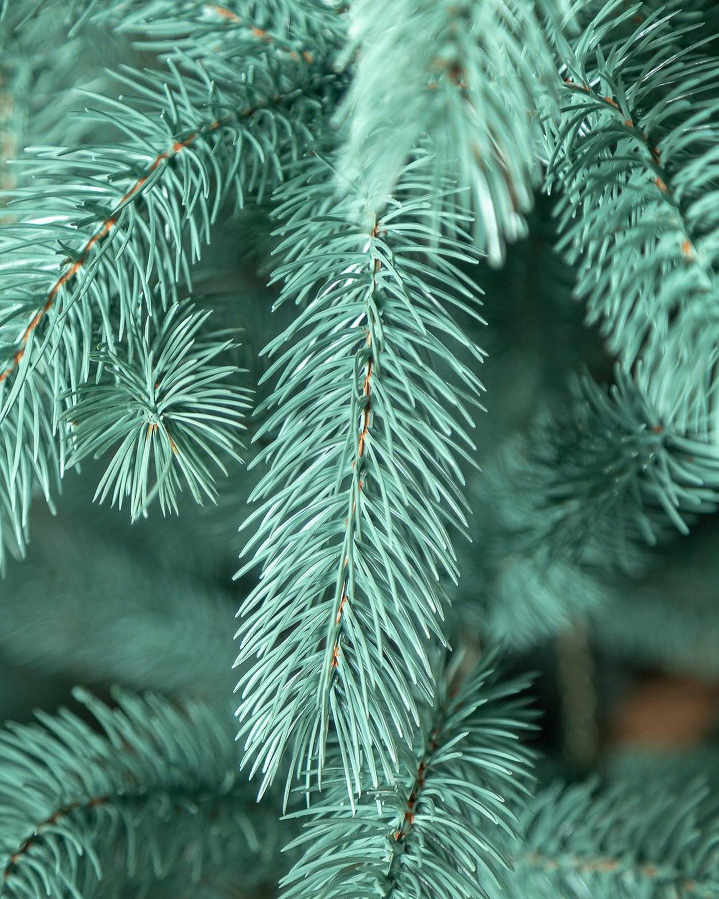 Árvore de Natal Tradicional Pinheiro